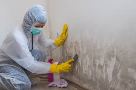 Best Mold Damage Restoration  in La Verkin, UT